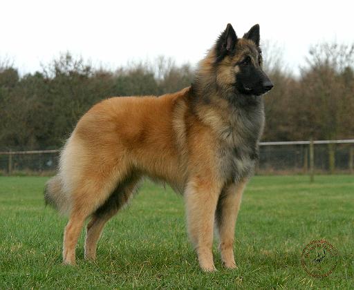 Belgian Shepherd 9Y116D-091.JPG